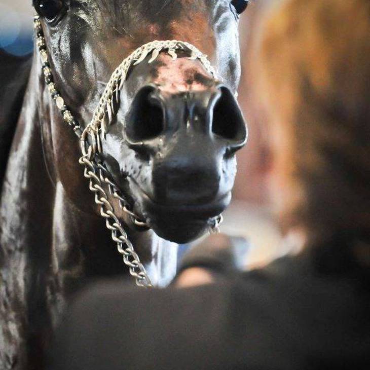 DUCHESS OF MARWAN | Dam of PREMIER MI