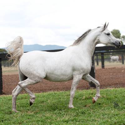 Gallery | Mulawa Mares