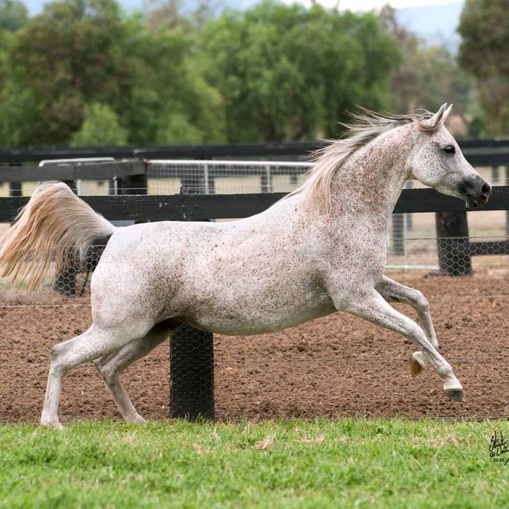 Gallery | Mulawa Mares