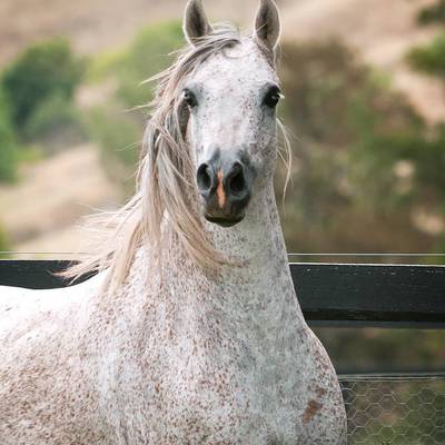 Gallery | Mulawa Mares