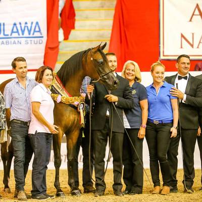 Gold National Champion ROMANCE MI