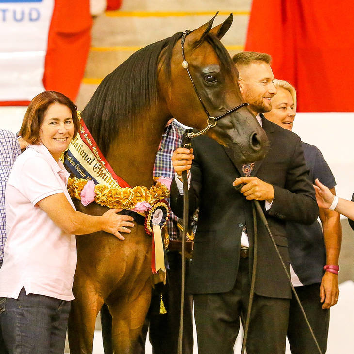 Gold National Champion ROMANCE MI