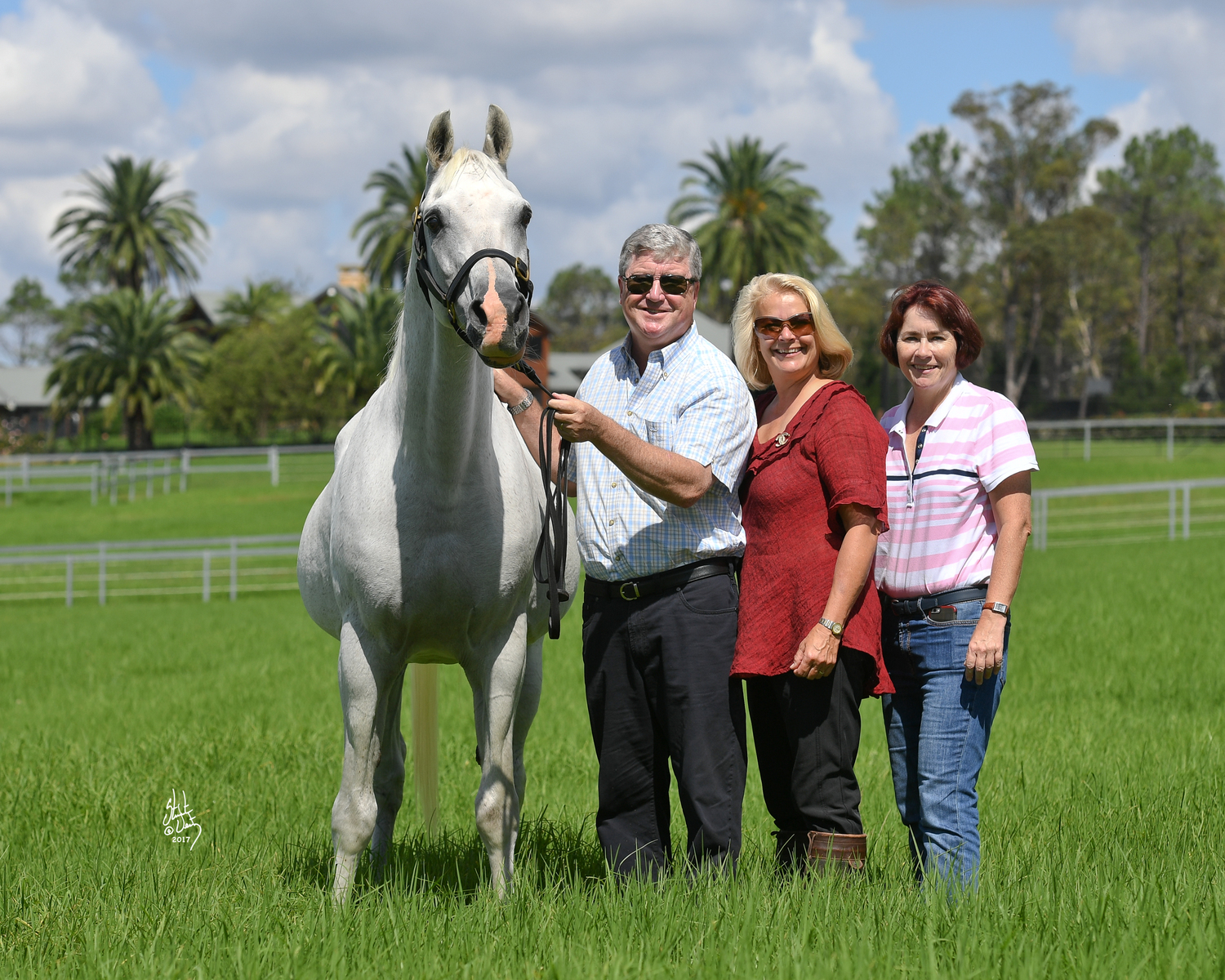 TS AL MALIK :: Mulawa Arabian Stud | Sydney Australia