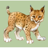 Little Lynx Preschool