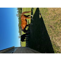 Southwind Farm