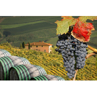 Italian Wine Consultants
