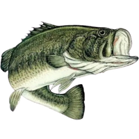 Bass Fishing Tournaments