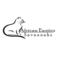 African Savannahs cats