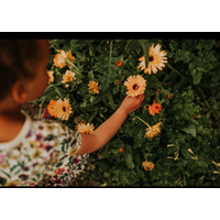 Root & Bloom Playgarden