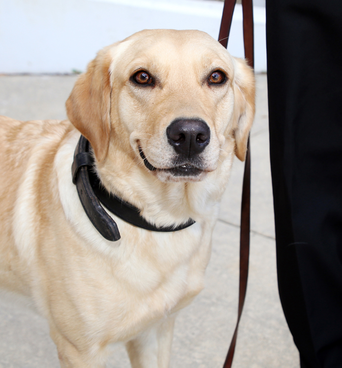 A drug dog labrador named Millie, smiles at the camera. Photo by Orange County Corrections Department