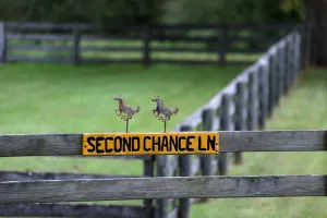 Second Chance Lane Horses Field