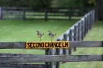 Second Chance Lane Horses Field