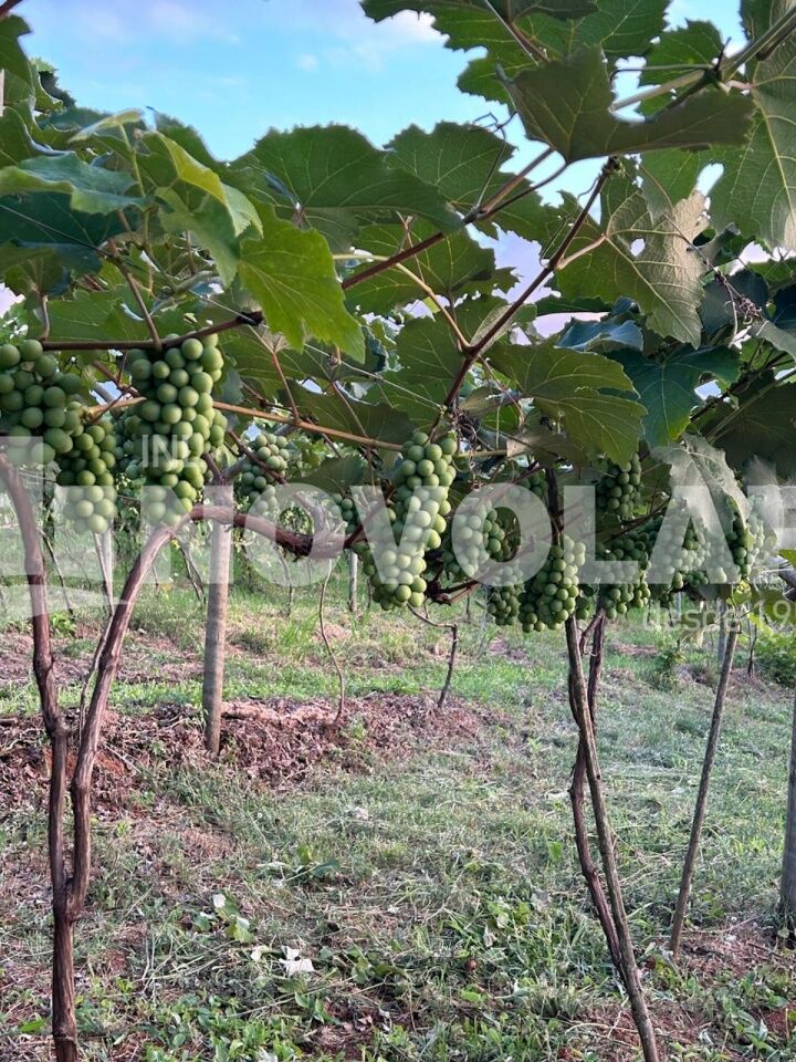 Foto 35 do imóvel VM219973