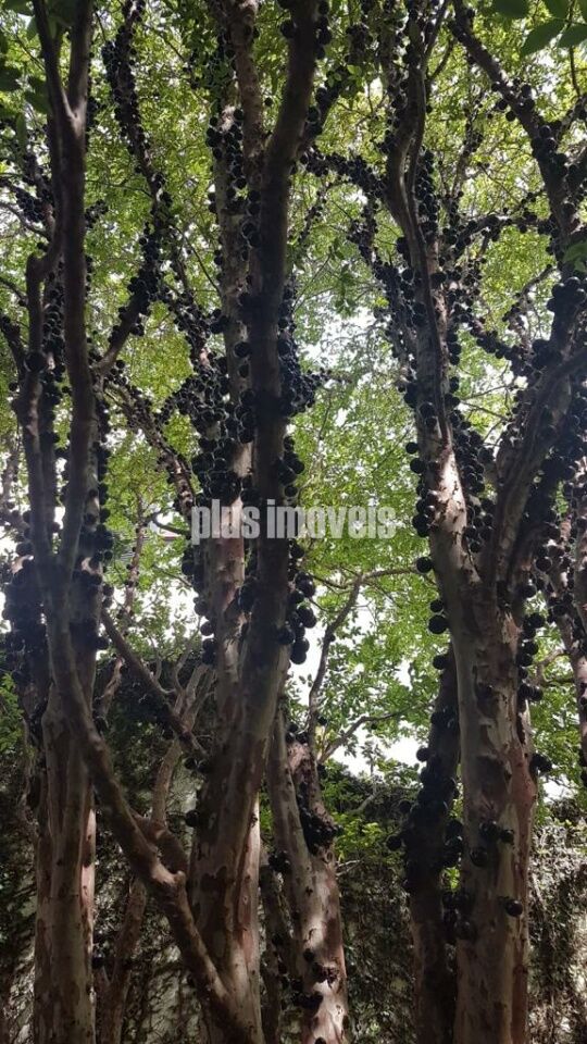 Terreno, 413 m² - Foto 4