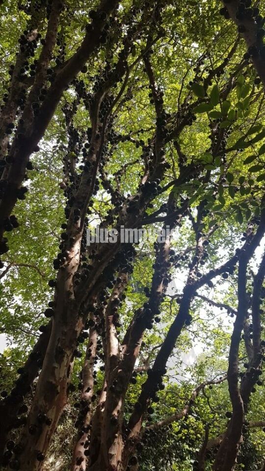 Terreno, 413 m² - Foto 5