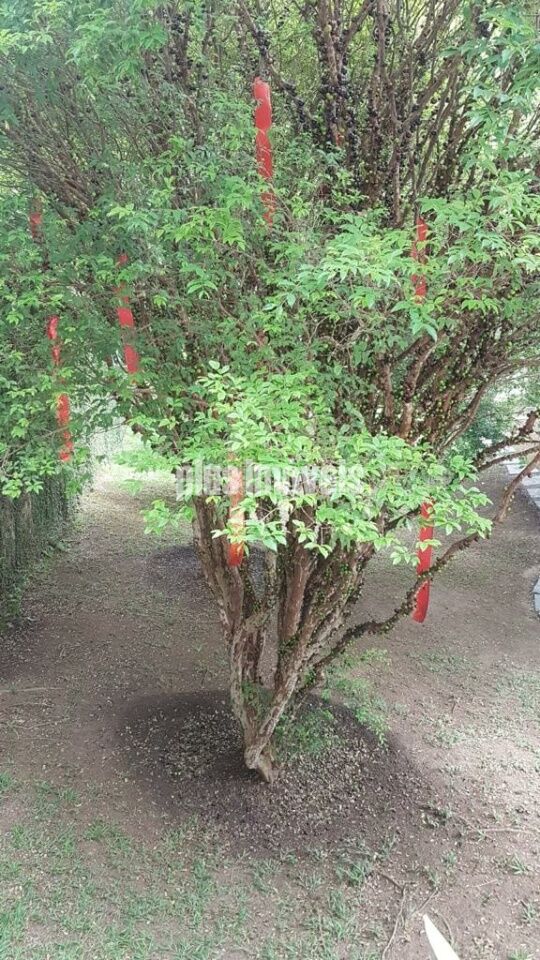 Terreno, 413 m² - Foto 6