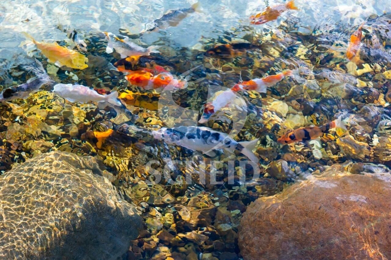 Foto 39