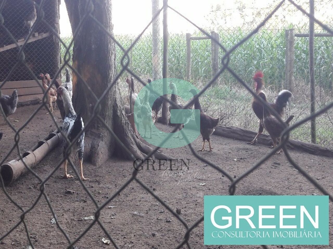 Sítio, 2 quartos, 1 hectares - Foto 11