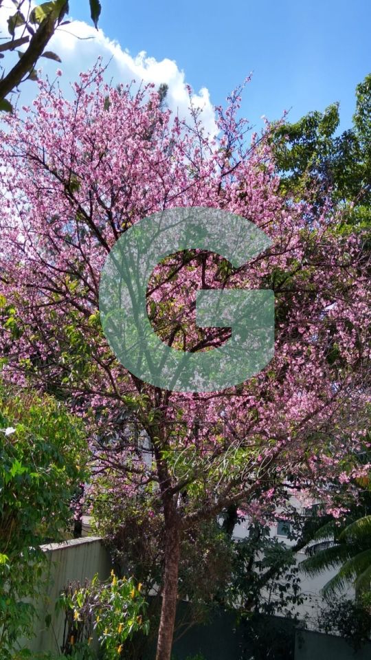 Casa, 4 quartos, 480 m² - Foto 18