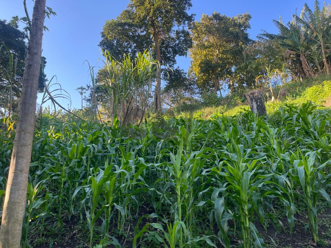 Terreno para Venda - Brooklin