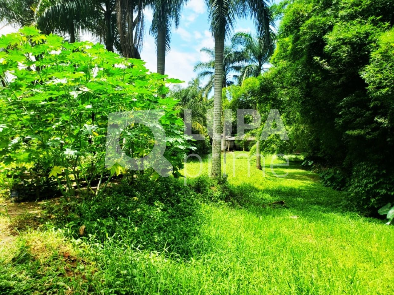 terreno-venda-sao-paulo-vila-amelia-2522m2-LM16198