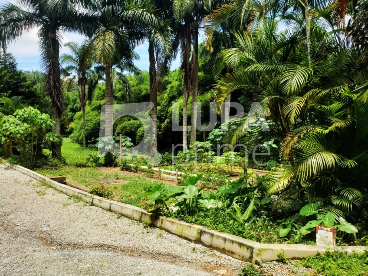 terreno-venda-sao-paulo-vila-amelia-2522m2-LM16198