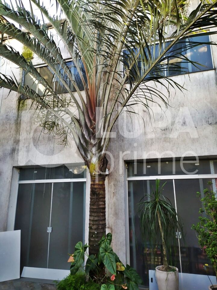 casa-comercial-venda-sao-paulo-santana-4vagas-426m2-LM25460