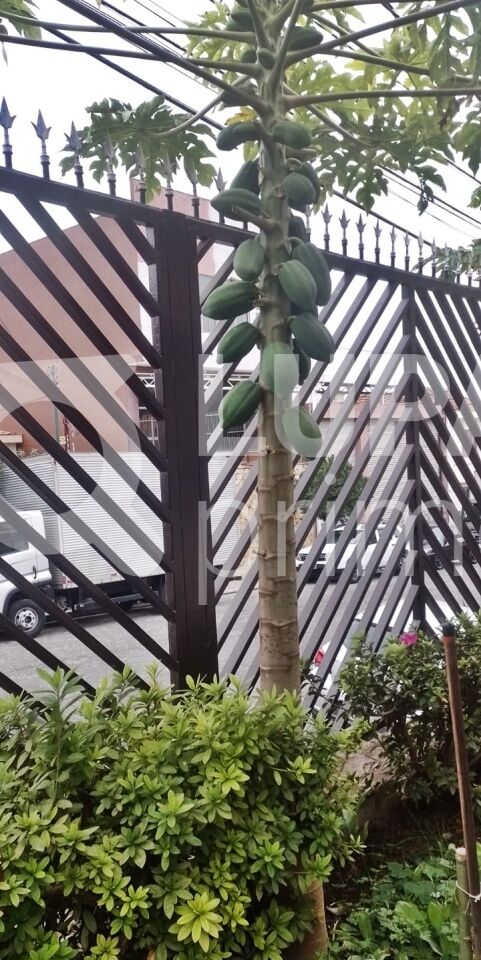 casa-terrea-venda-sao-paulo-parque-novo-mundo-3dormitorios-1suite-3vagas-244m2-LM26115