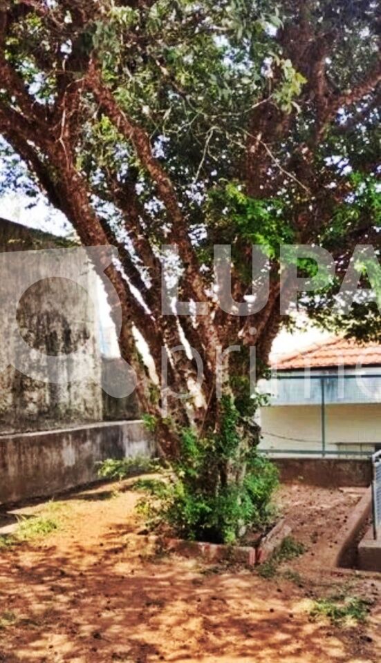 casa-terrea-venda-sao-paulo-parada-inglesa-3dormitorios-1suite-2vagas-150m2-LM26661