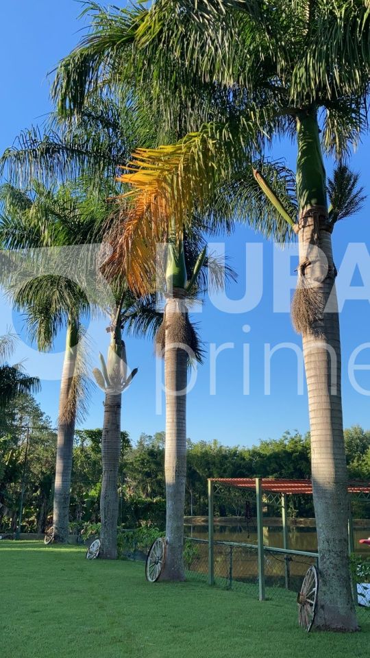 Casa, 4 quartos, 520 m² - Foto 21