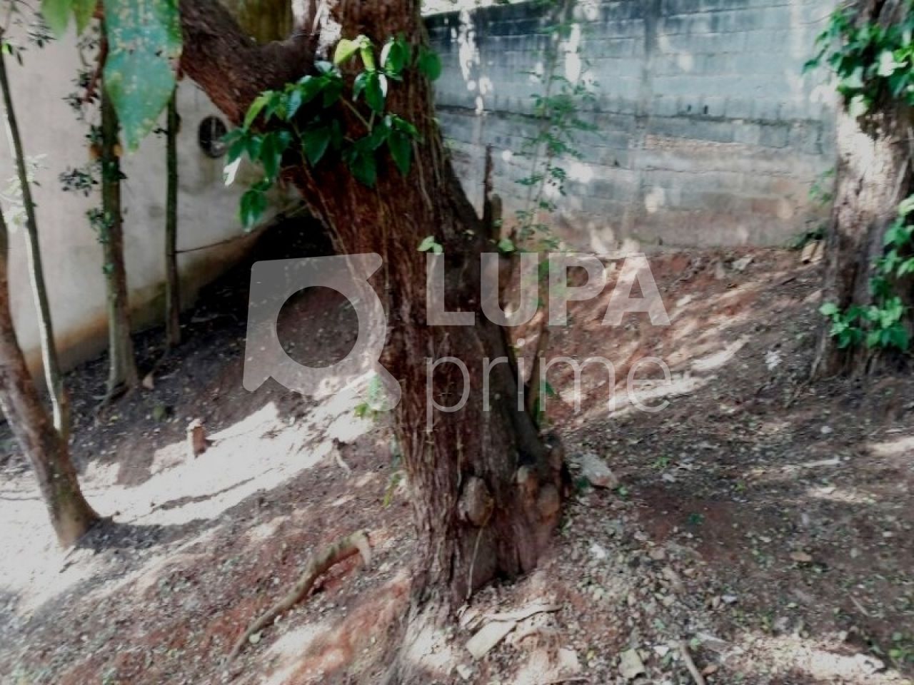 terreno-venda-sao-paulo-tucuruvi-204m2-LS12836