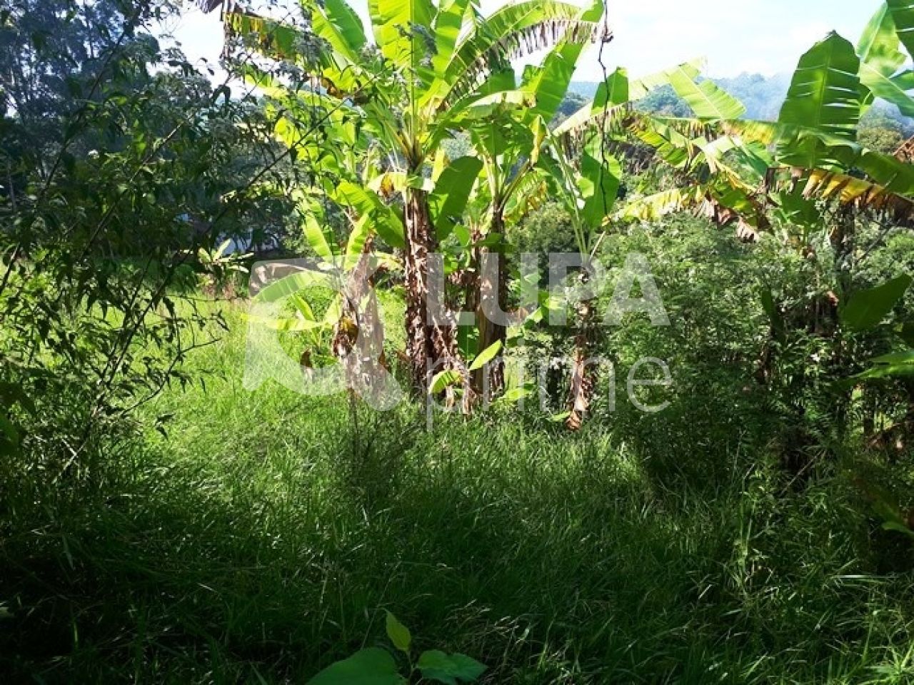 Chácara, 3 quartos, 2 hectares - Foto 27