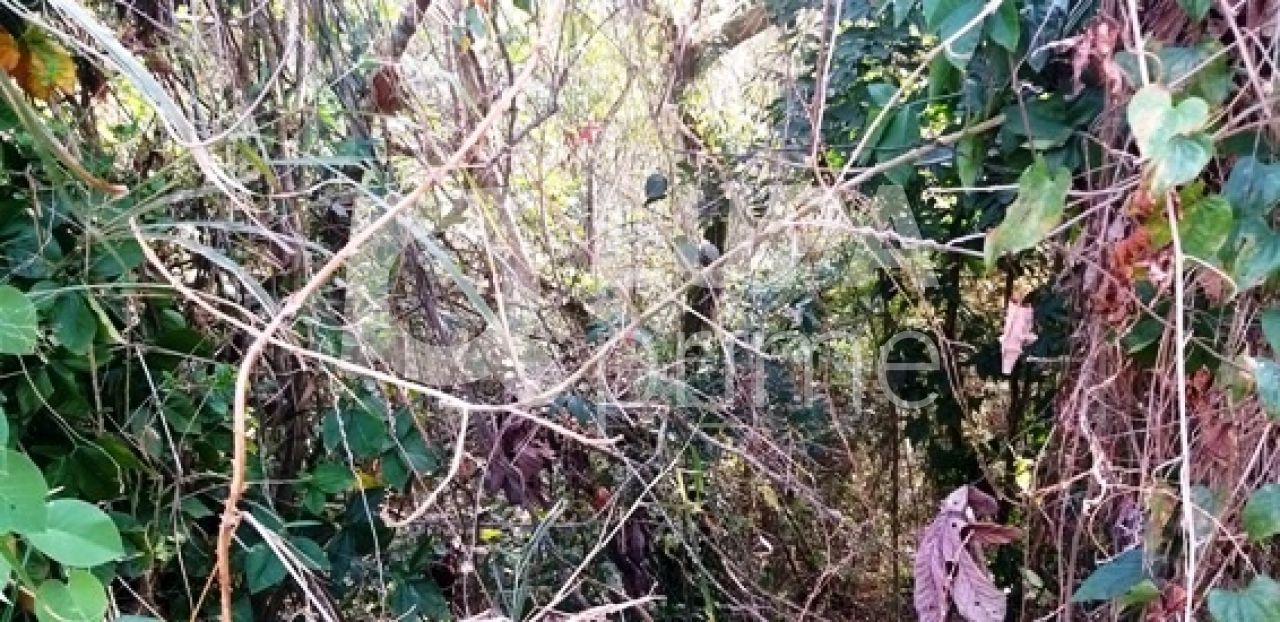 Terreno, 1241 m² - Foto 7