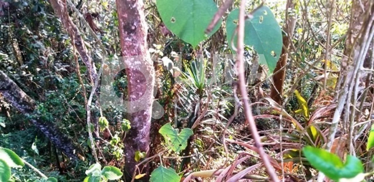 Terreno, 1241 m² - Foto 10