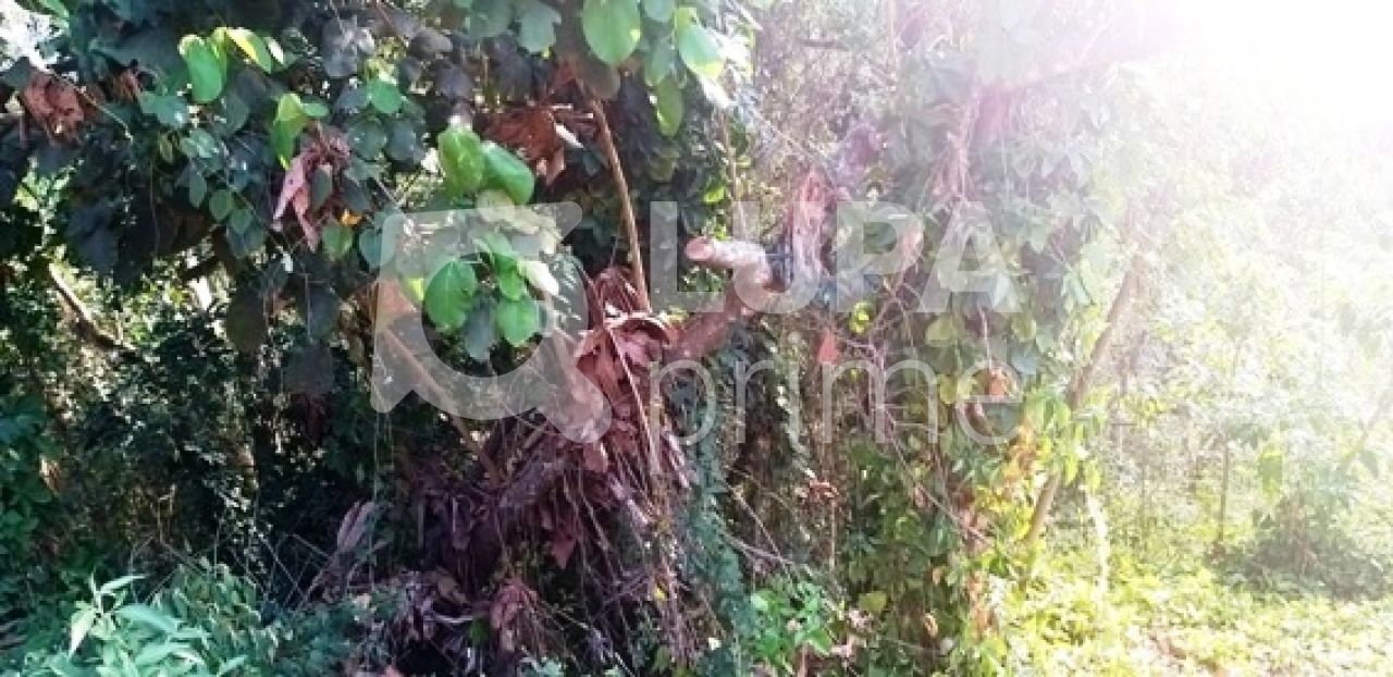 Terreno, 1241 m² - Foto 8