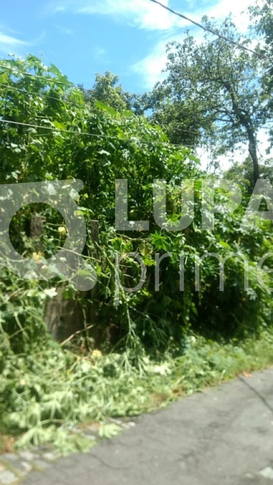 terreno-venda-sao-paulo-horto-florestal-300m2-LS27888