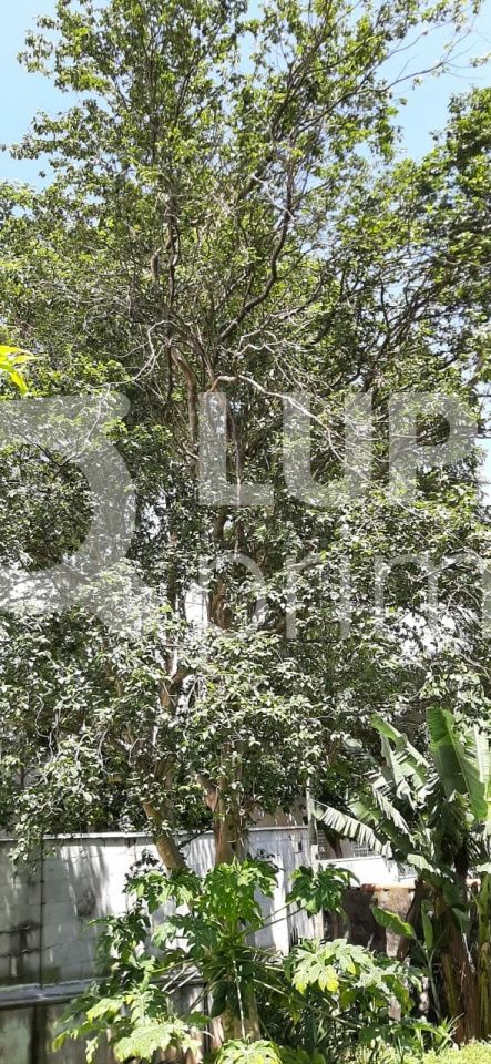 casa-terrea-venda-sao-paulo-vila-ester-zona-norte-2dormitorios-100m2-LS31873