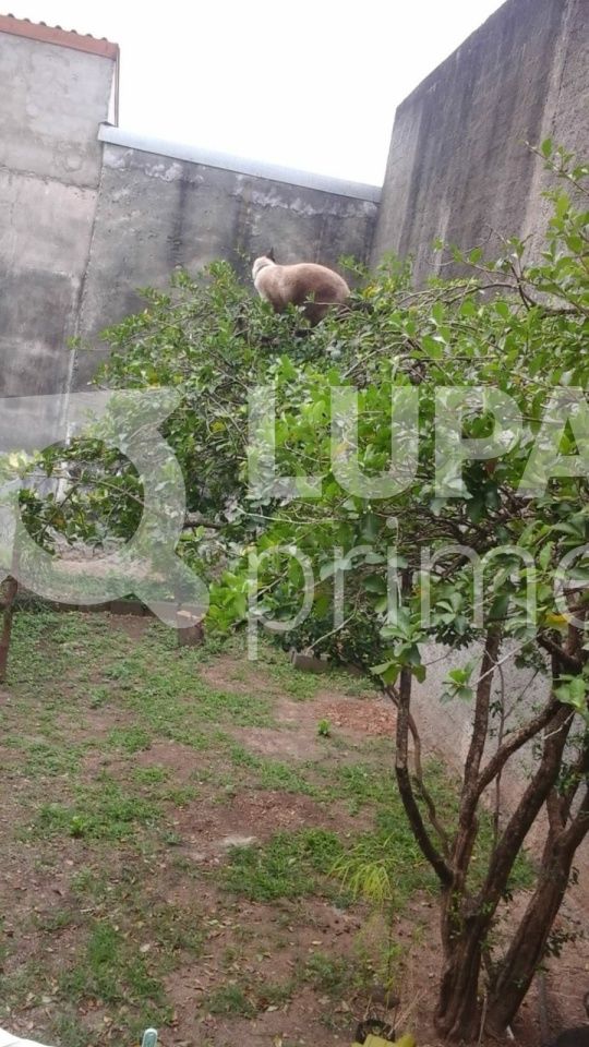 sobrado-venda-sao-paulo-vila-gustavo-4dormitorios-1suite-7vagas-250m2-LS31971