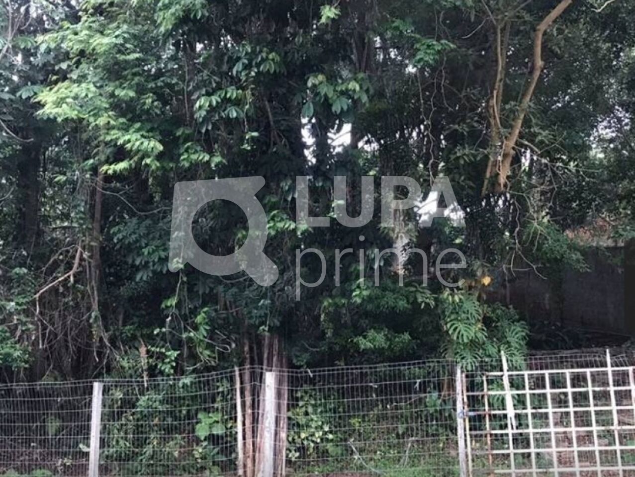 terreno-venda-sao-paulo-horto-florestal-639m2-LS33335