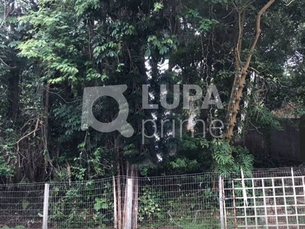 terreno-venda-sao-paulo-horto-florestal-639m2-LS33335