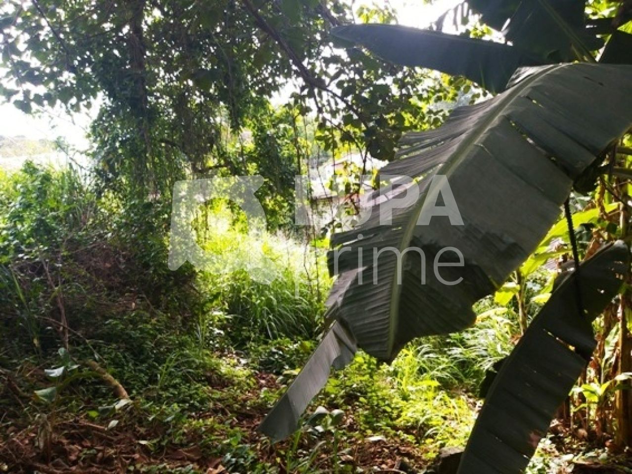 terreno-venda-sao-paulo-horto-florestal-1080m2-LS3354