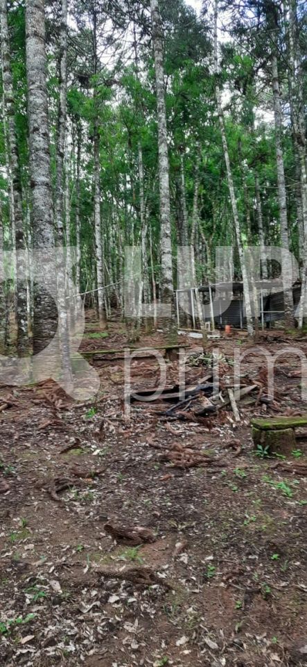 Chácara, 5 quartos, 1 hectares - Foto 11