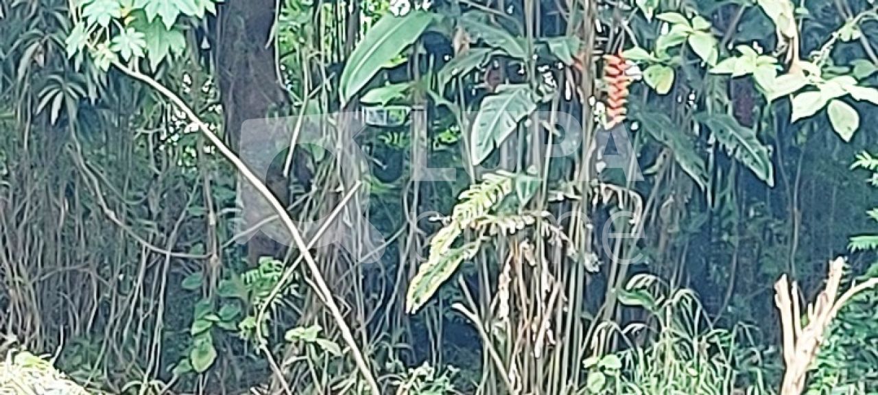 terreno-venda-sao-paulo-vila-constanca-LS35462