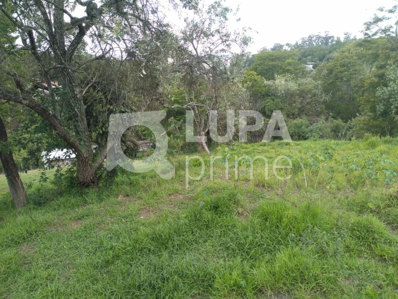 Terreno, 3 hectares - Foto 3