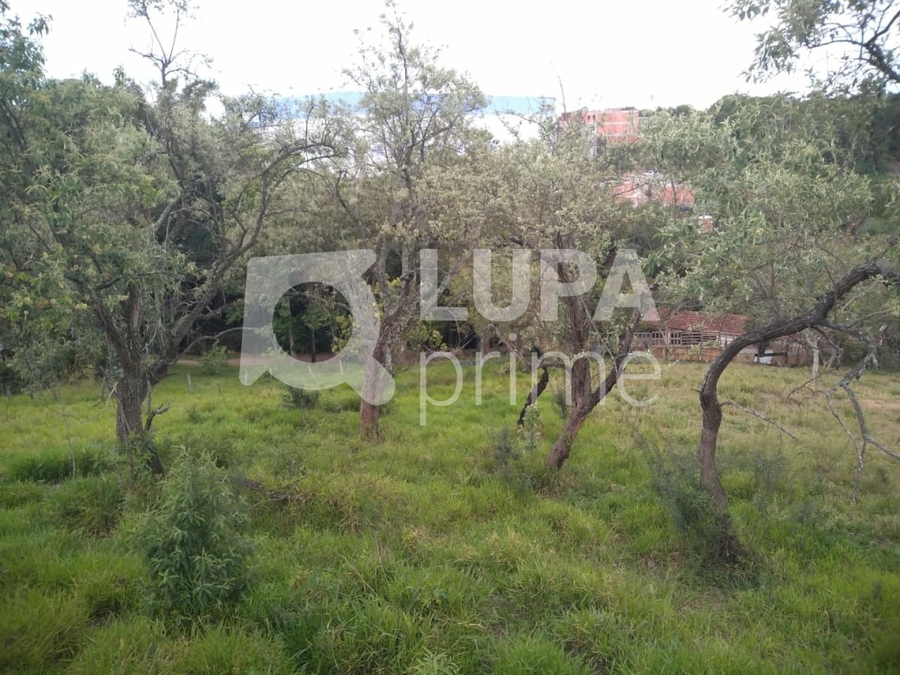 Terreno, 3 hectares - Foto 6