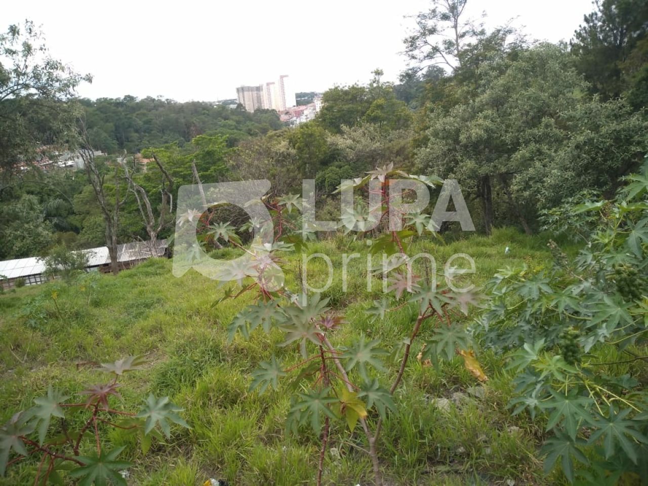 Terreno, 3 hectares - Foto 9