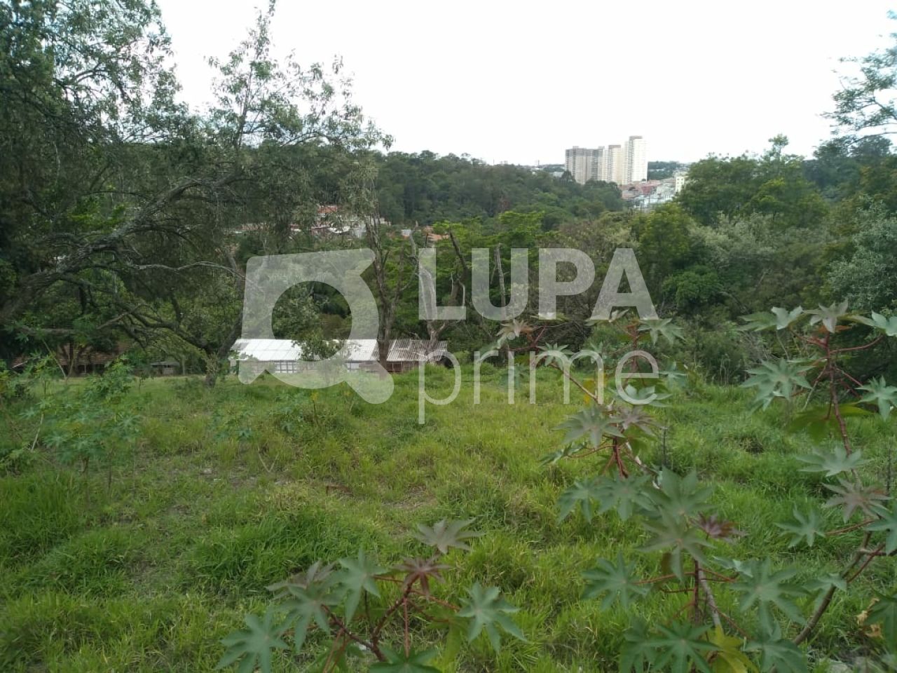 Terreno, 3 hectares - Foto 12