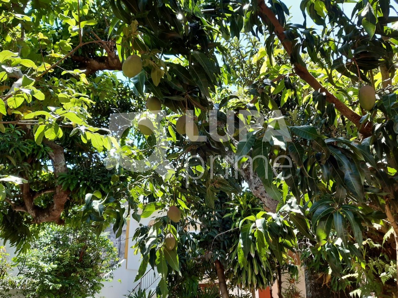 condominio-venda-sao-paulo-jardim-sao-sebastiao-3dormitorios-3suites-1vaga-460m2-LS36576