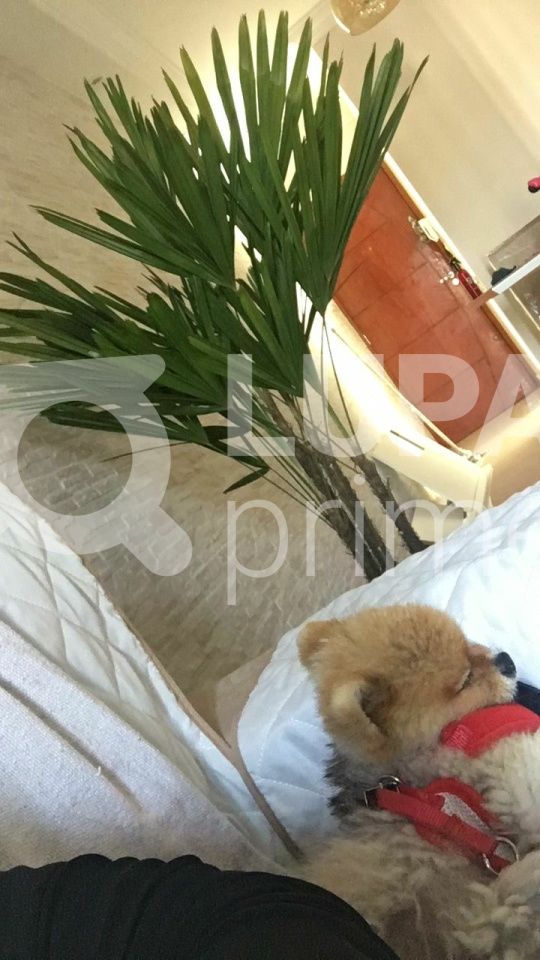 apartamento-venda-sao-paulo-jardim-carlu-2dormitorios-1vaga-47m2-LS39159