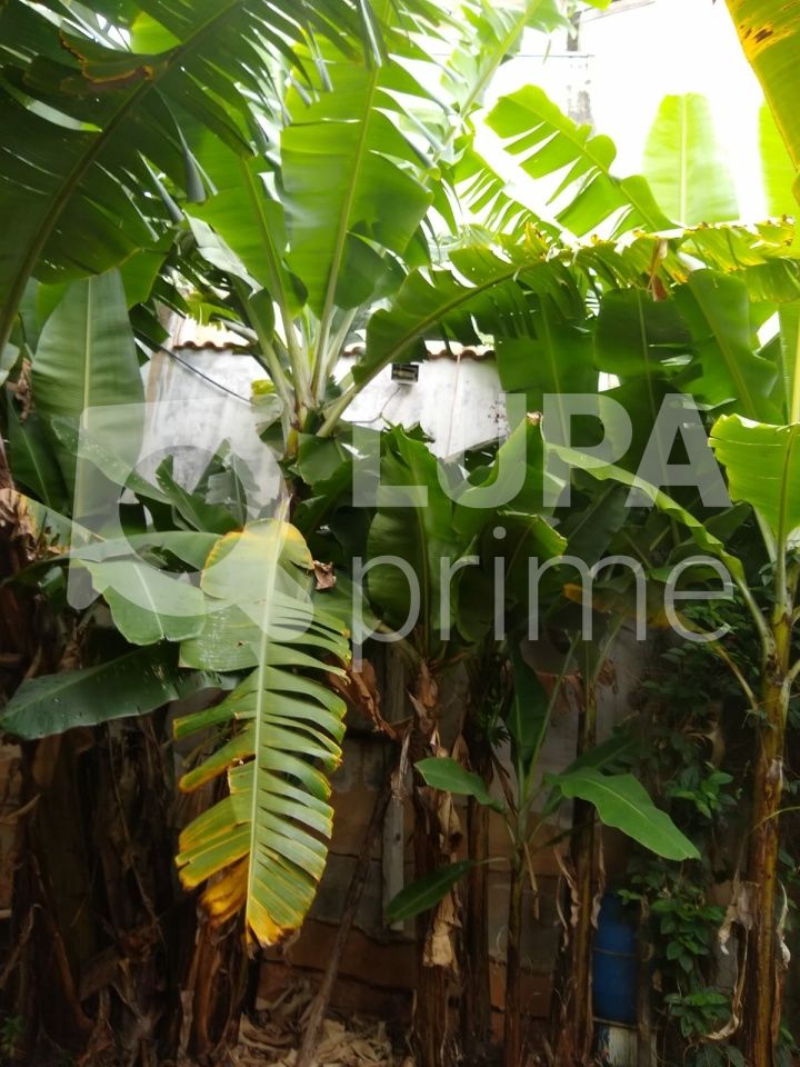 terreno-venda-sao-paulo-vila-ester-391m2-LS41450